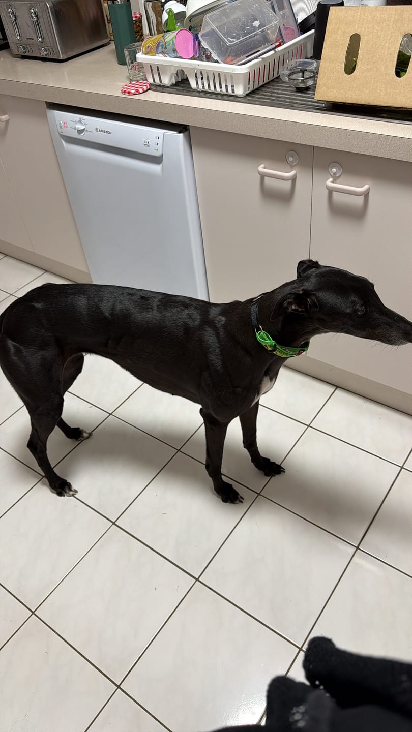Customer photo review of Marine Vitality Mussel Powder For Dogs - 150g