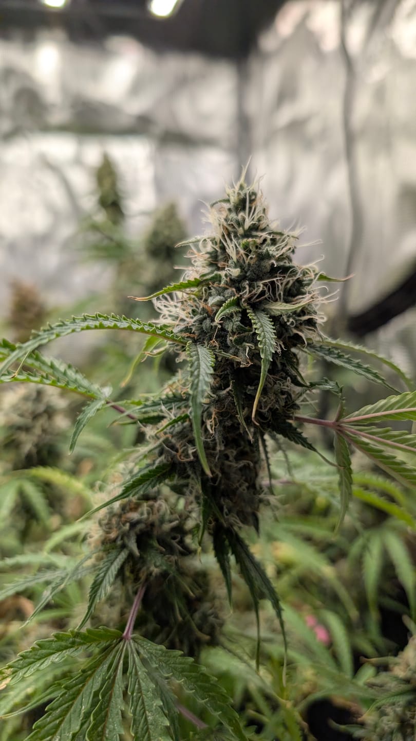 Customer photo review of Hanfstecklinge | Frozen Black Cherry