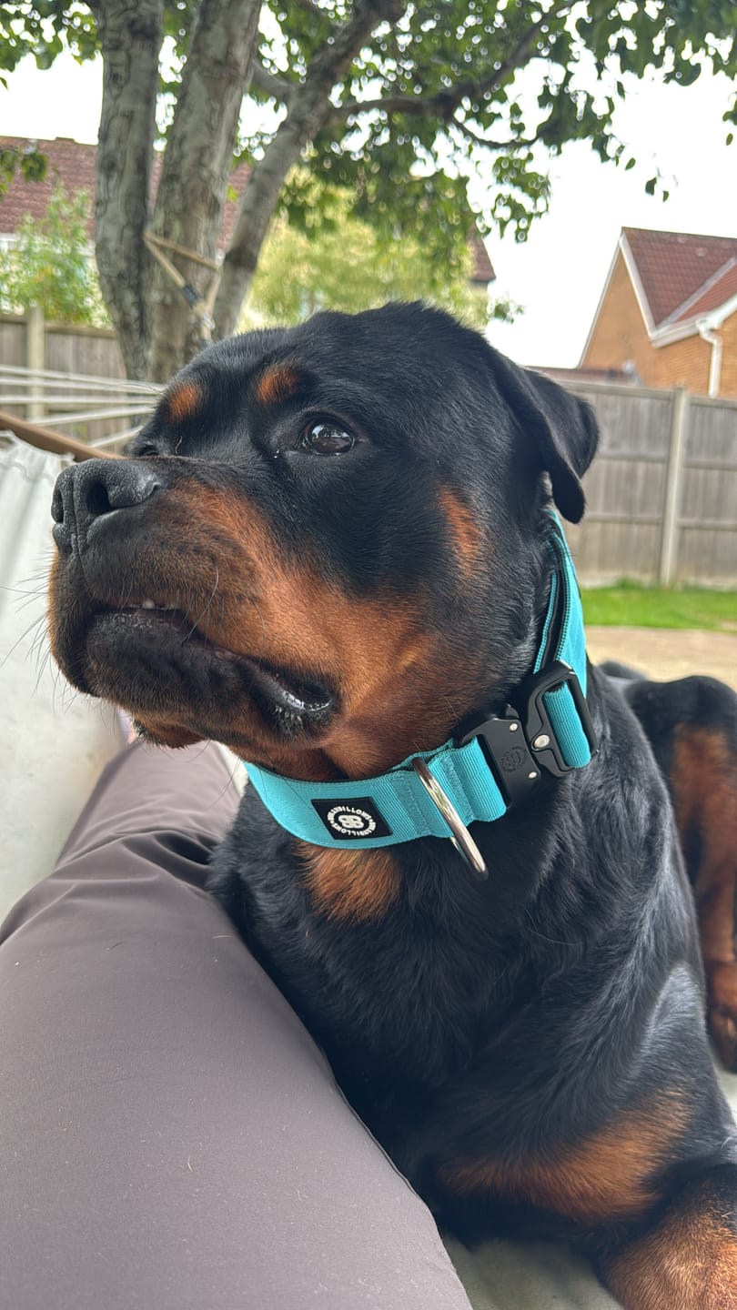 Customer photo review of 5cm Combat® Collar | NO Handle & Secure Clip - Light Blue
