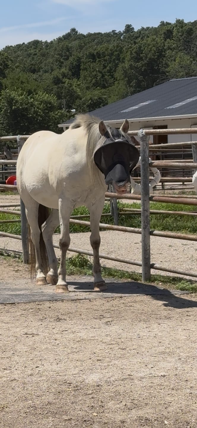 Customer photo review of Solar Vizor Fly Mask - With Nose Protection - NEW STYLE
