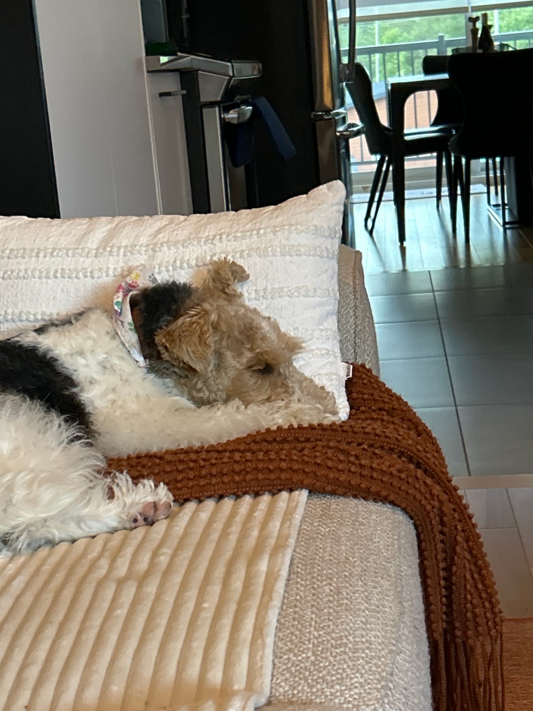 Customer photo review of PEASY (Stress, Anxiété, Nervosité) pour chiens et chats
