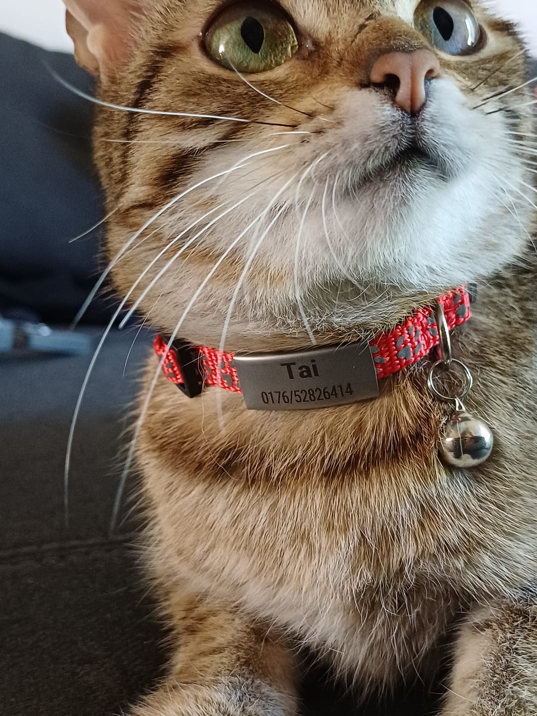 Customer photo review of Katzenhalsband mit Name und Telefonnummer graviert