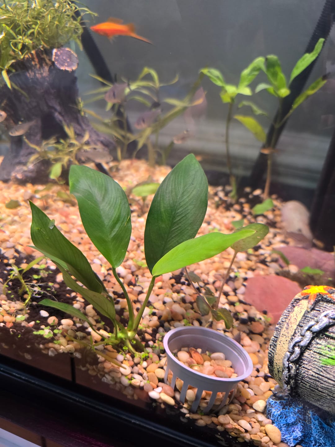 Customer photo review of Anubias Nancon