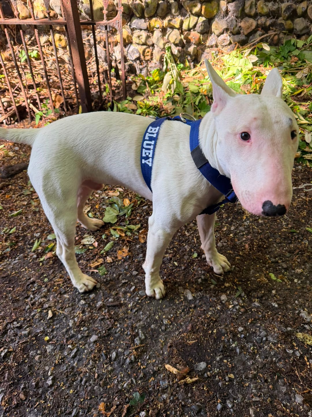 Customer photo review of Anti-Pull TRI-Harness® | Training Dog Harness for All Breeds - Blue