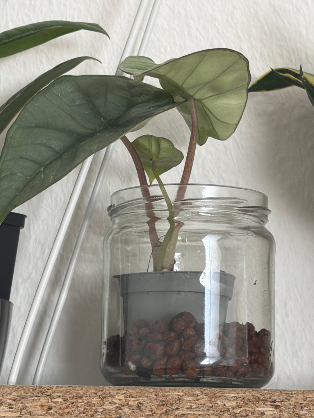 Customer photo review of ALOCASIA PLATINUM