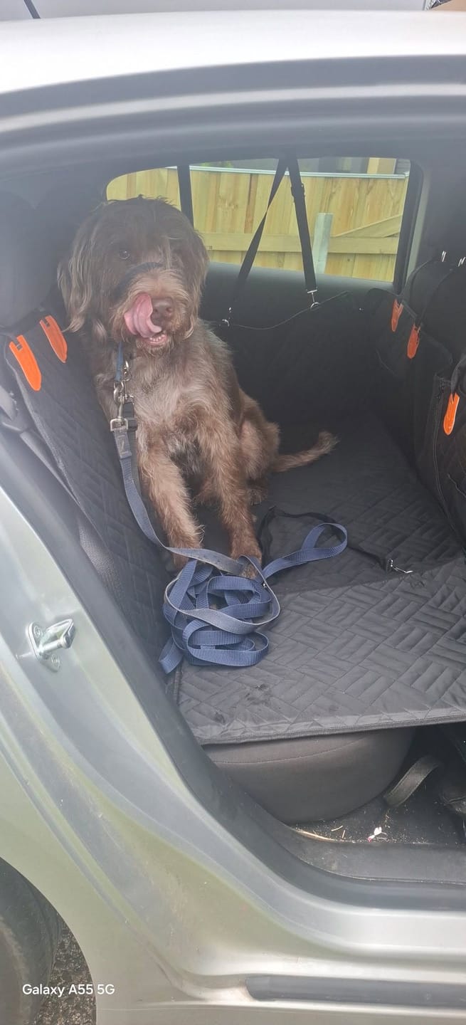 Customer photo review of Marlo&Co™ Dog Seat Cover