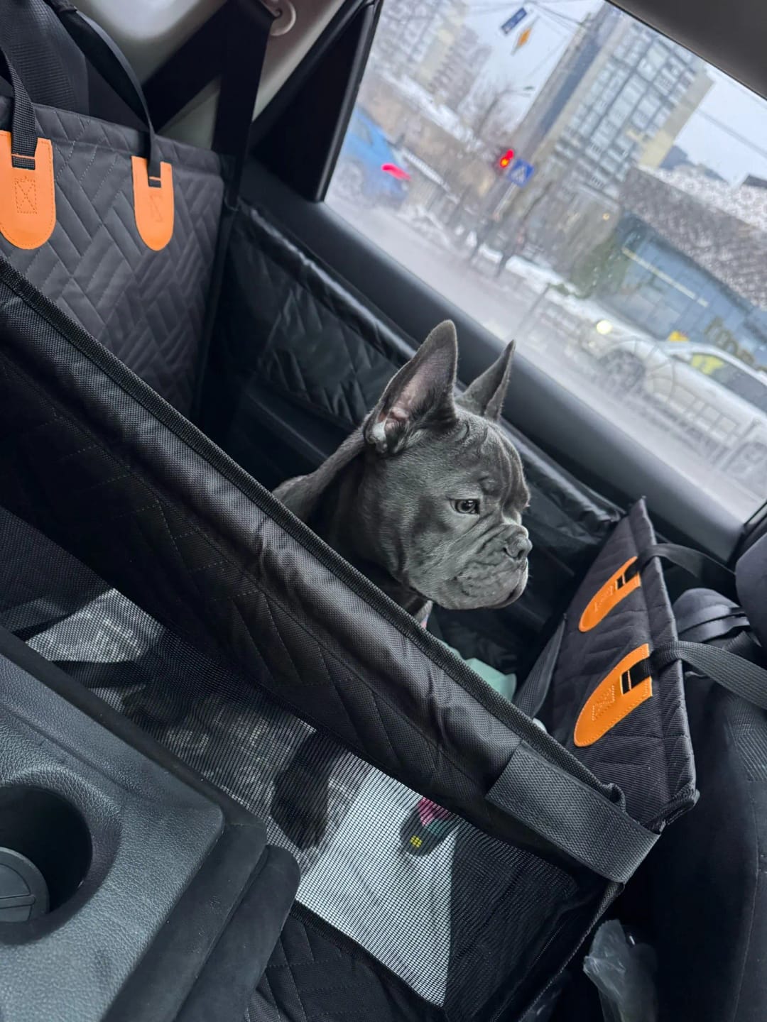 Customer photo review of Paw Protect - Hard Bottom Single Seat Cover