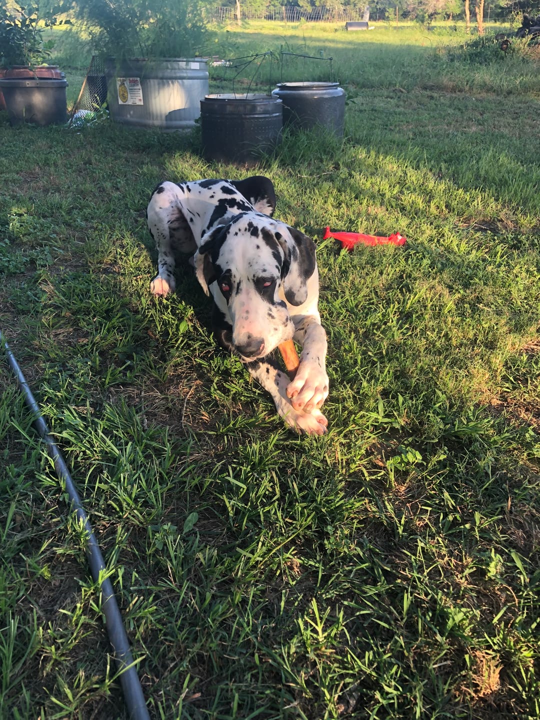 Customer photo review of Medium Ostrich Cane (10" x 3"): The Long-Lasting, Flavor-Packed Chew for Medium & Large Dogs