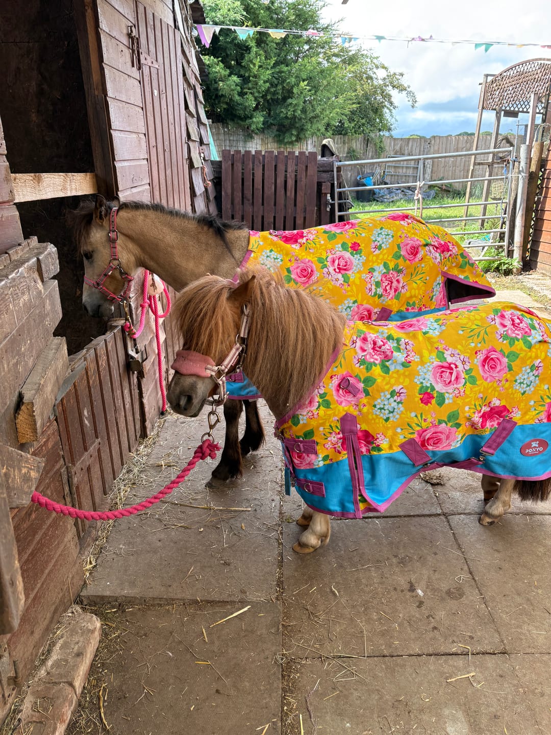 Customer photo review of Country Garden Turnout Rug