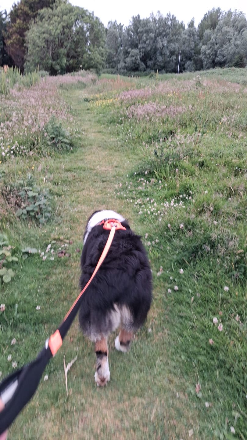 Customer photo review of 1.4m Active Light Lead - Orange