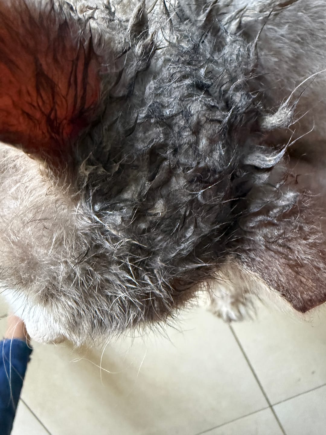 Customer photo review of Cat Gel