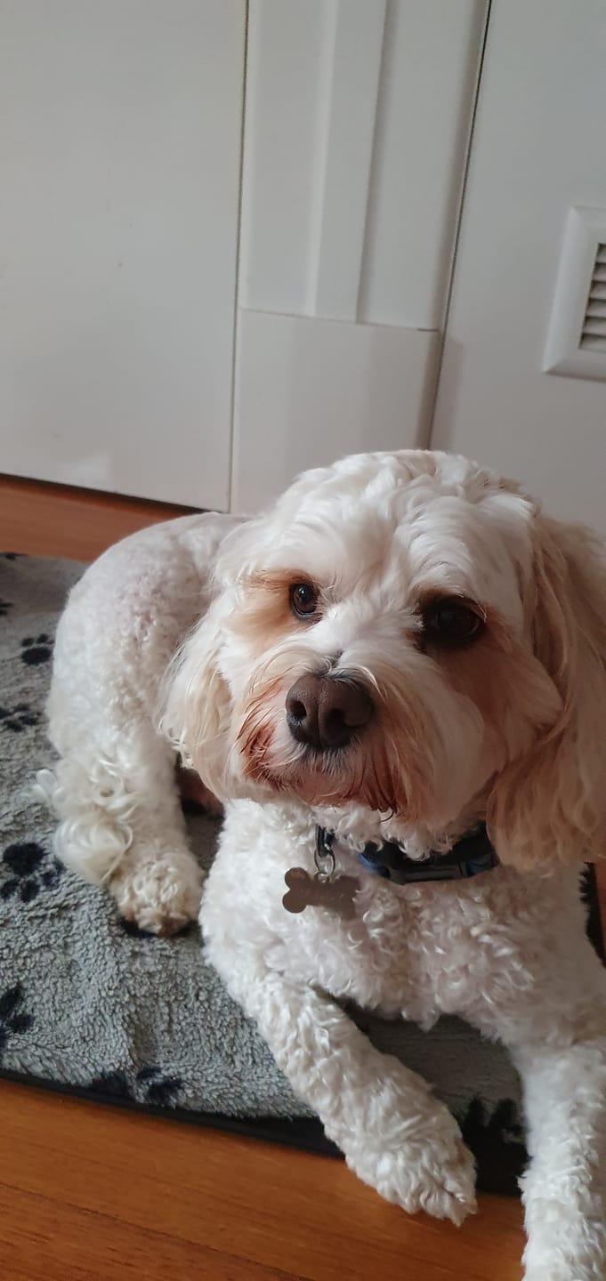 Customer photo review of Bugsy's Air-Dried Turkey