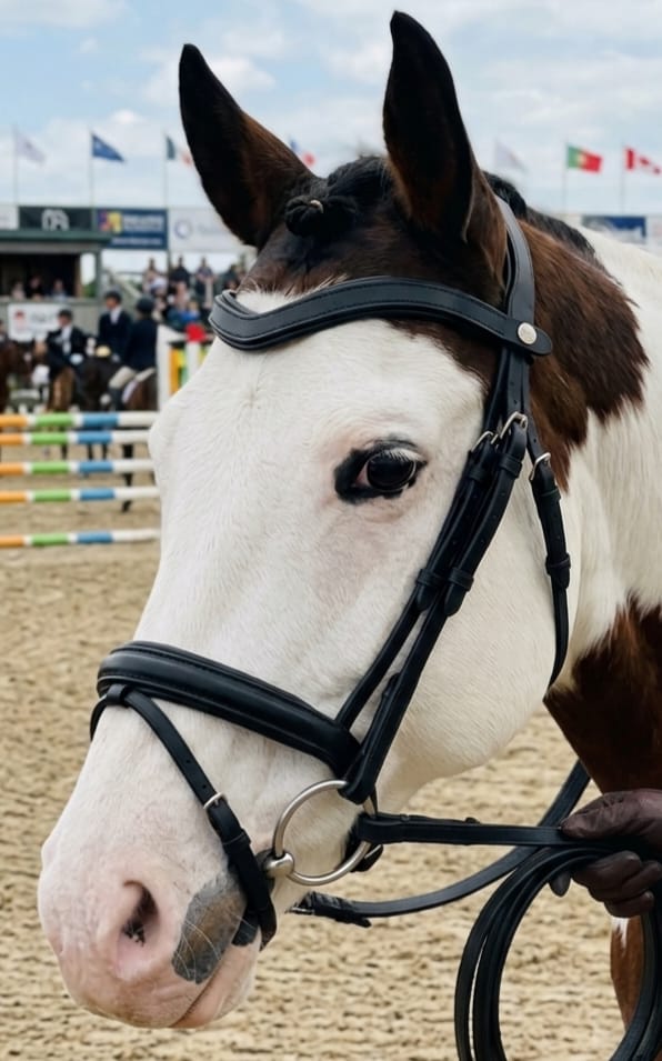 Customer photo review of Classic Leather Snap-Out Browband