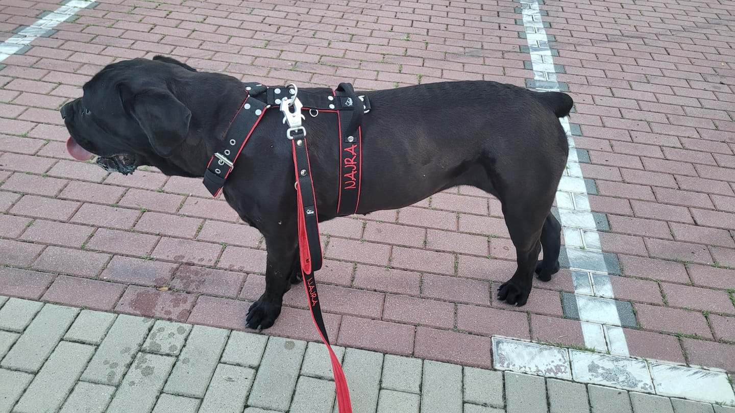 Customer photo review of Smycz przepinana dla psa z imieniem - Personal Multi Leash
