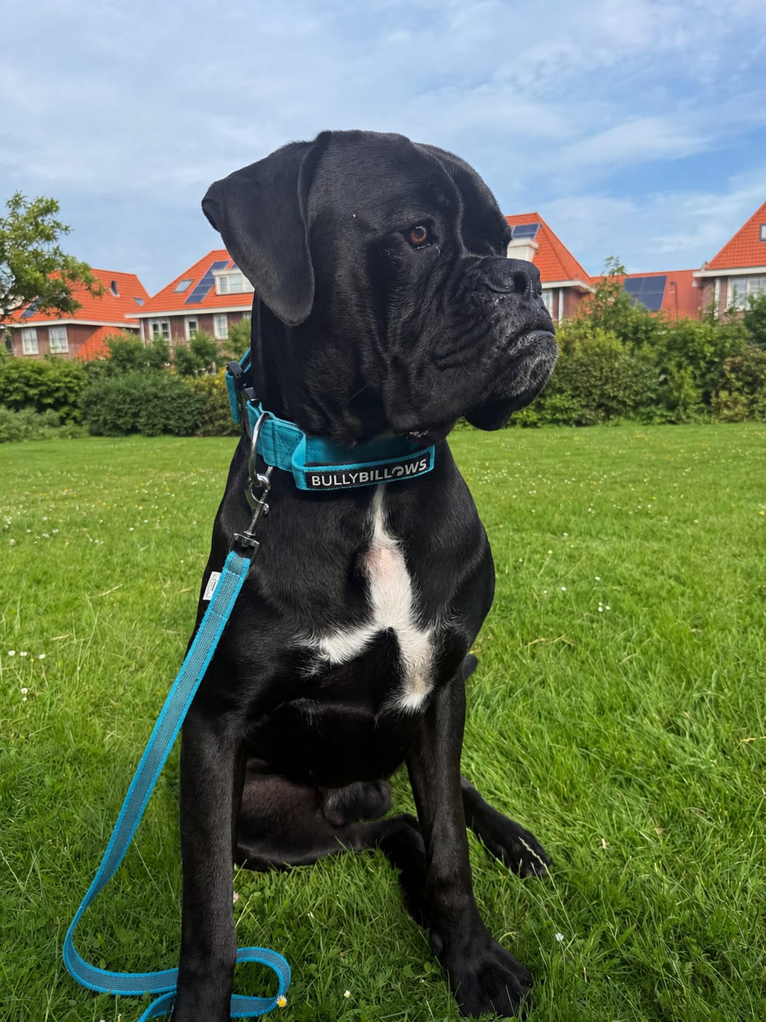 Customer photo review of 5cm Combat® Collar | With Handle & Secure Clip - Light Blue