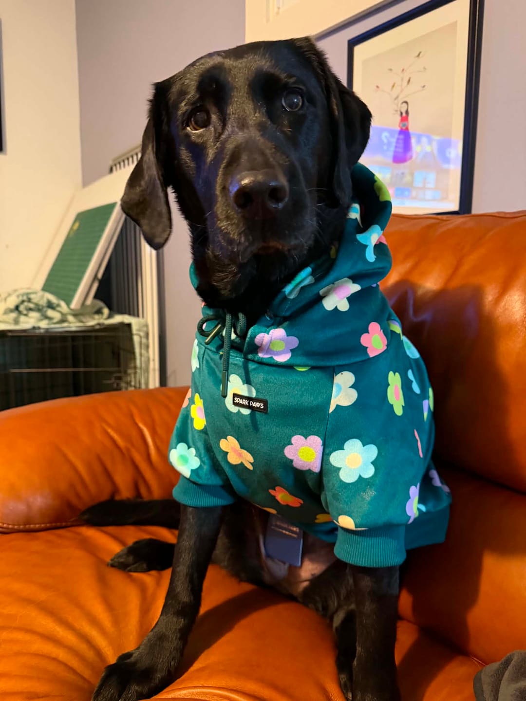 Customer photo review of Daisy Dog Hoodie - Green