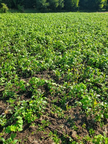 Customer's half-acre food plot showing dense, green growth from the Summer Bulk seed mix.