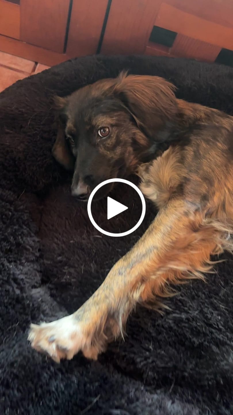 Customer video review of Funda Original para Cama Antiestrés para Perros