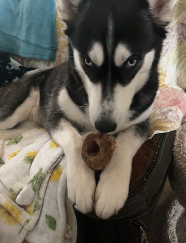 Customer's husky dog holding a ring-shaped Pumpkin Chicken treat between its front paws.