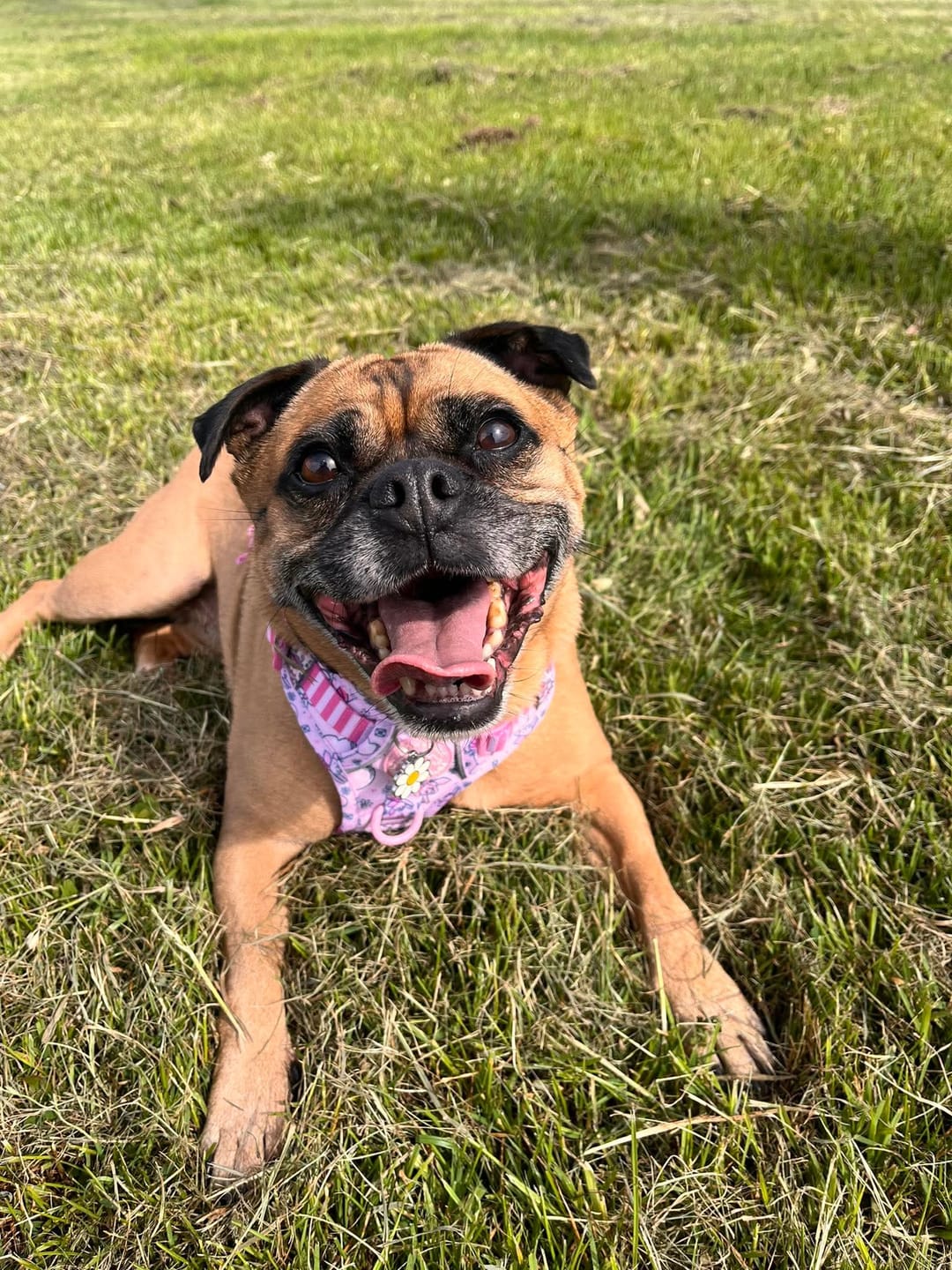 Customer photo review of Disney© Tough Trails™ Harness - Piglet