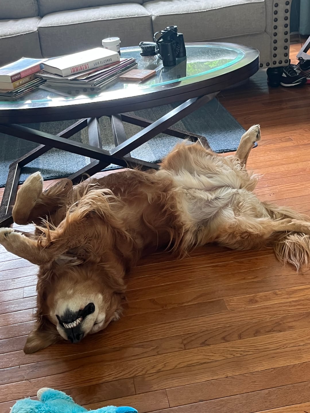 Customer photo review of 12 Inch Thick Braided Bully Stick