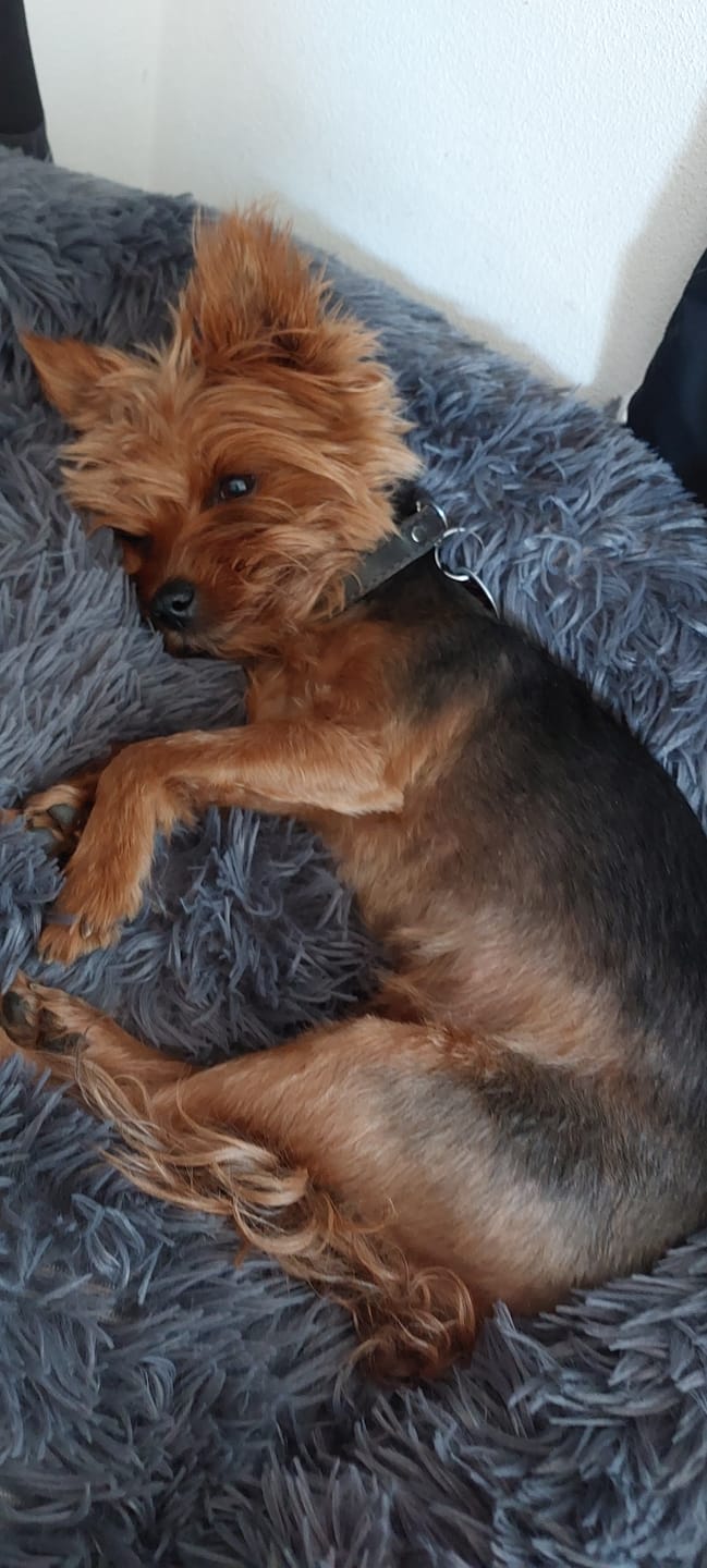 Customer photo review of Belune® Hundebett mit waschbarem Bezug