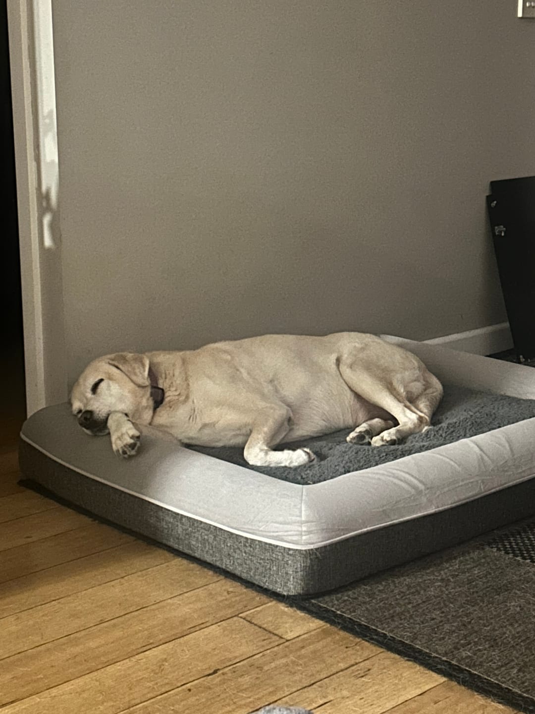 Customer photo review of Orthopaedic Memory Foam Dog Bed