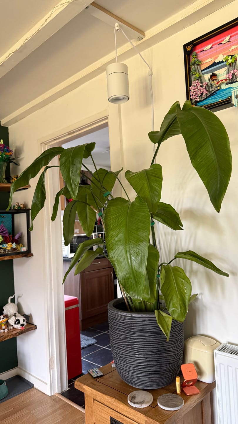 Customer photo review of Claria Grow Light Pendant - Refurbished