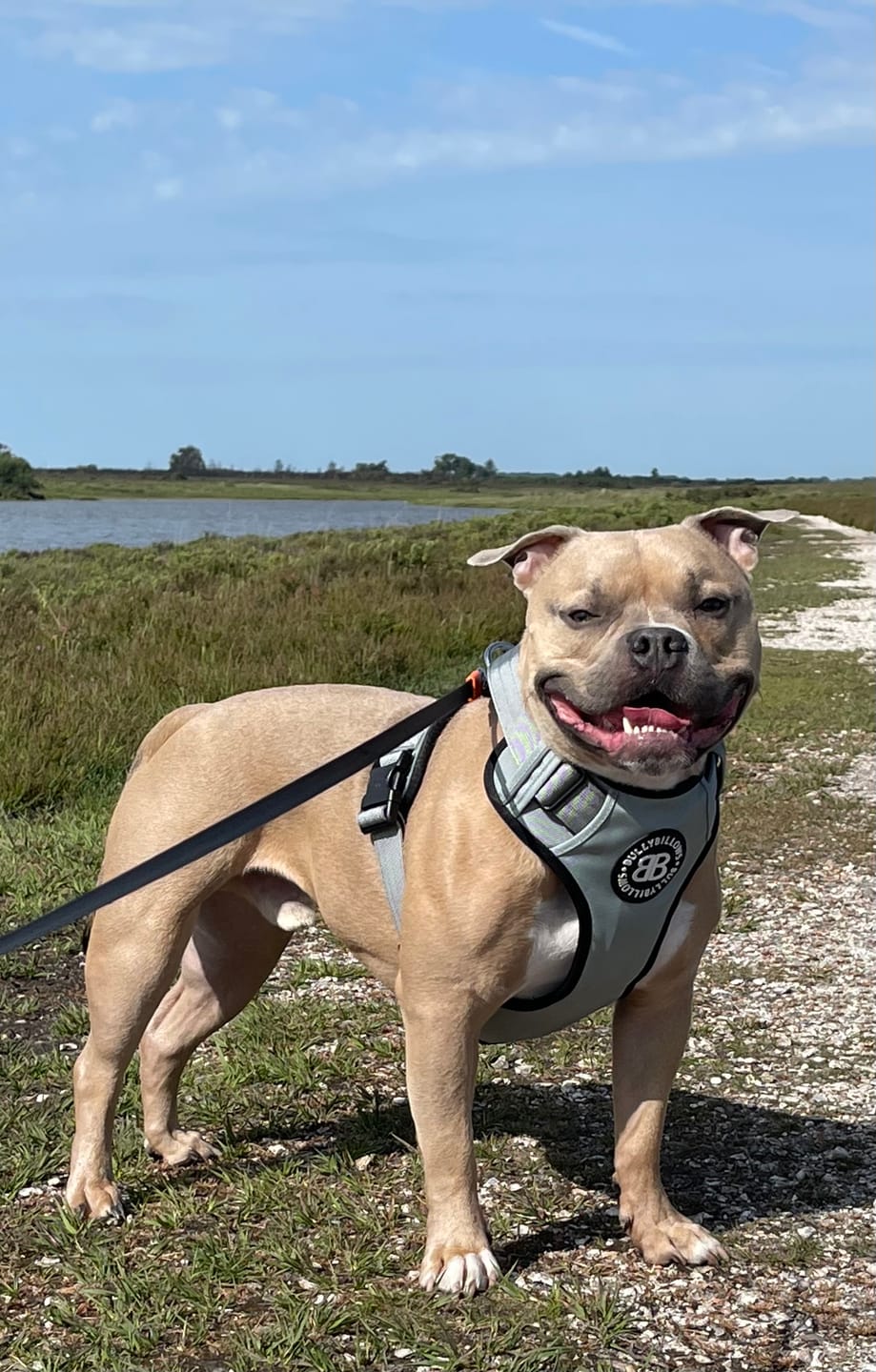 Customer photo review of Comfort Premium Harness | Non Restrictive - Metal Grey