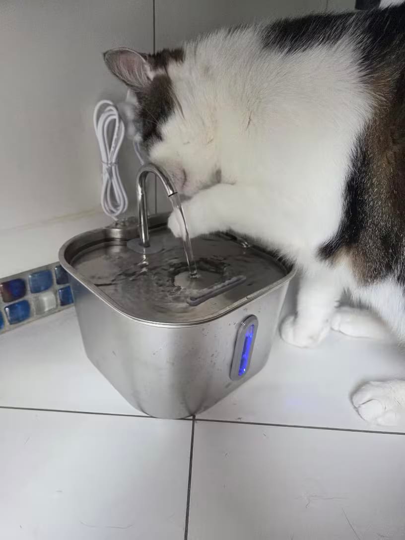 Customer photo review of KittyFlow - מזרקת מים לחתול