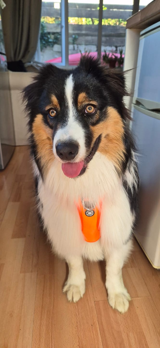 Customer photo review of Anti Pull Hurricane Harness Lighter | With Handle - Orange
