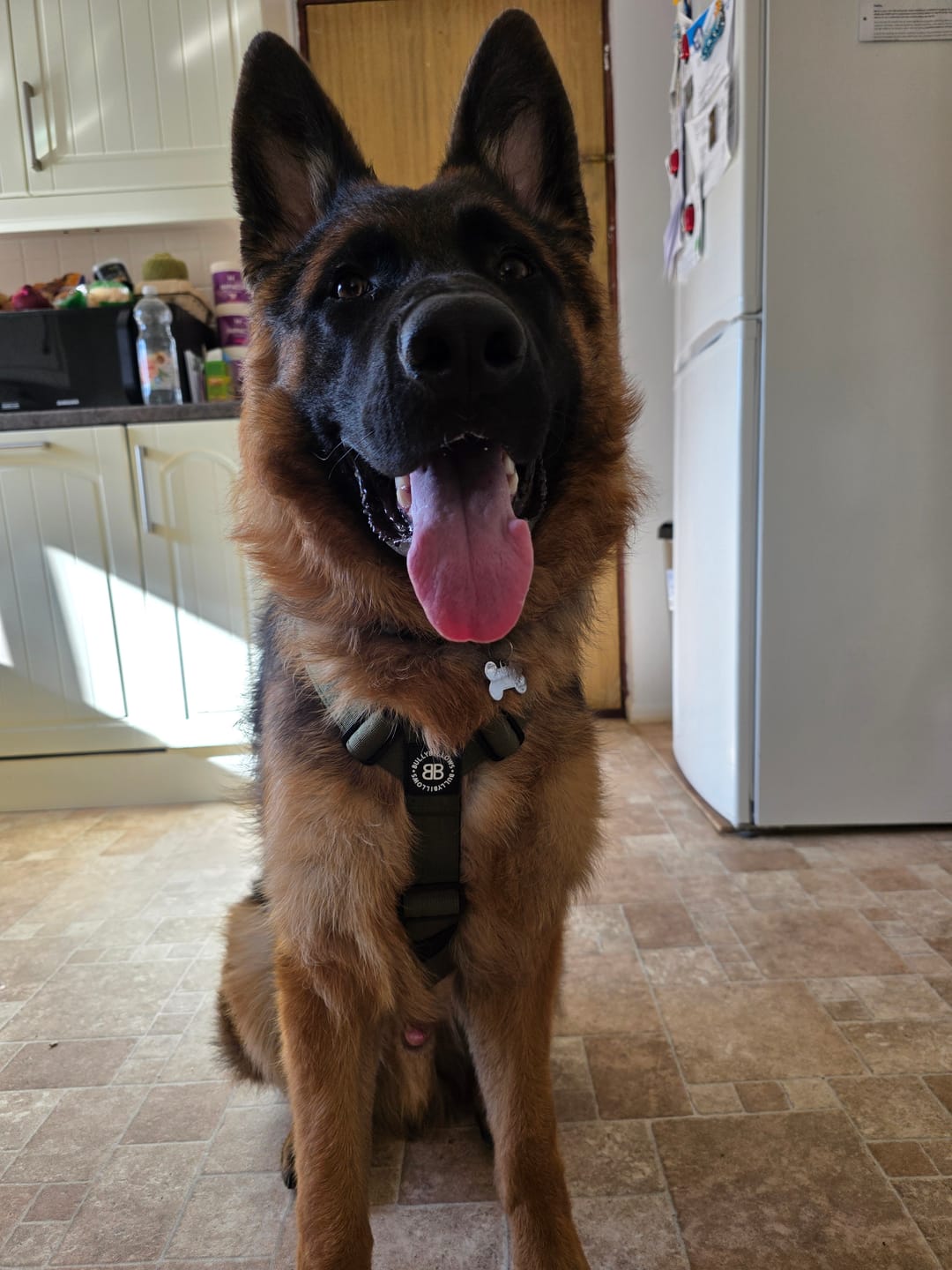 Customer photo review of Anti-Pull TRI-Harness® | Training Dog Harness for All Breeds - Khaki
