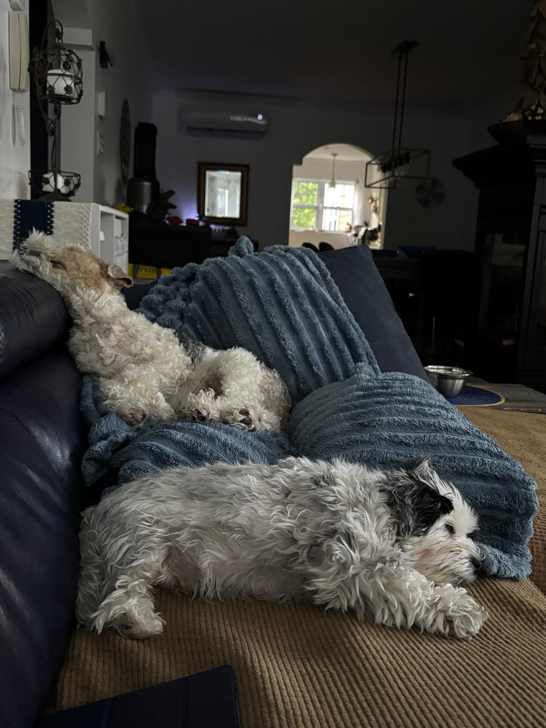 Customer photo review of TRIO PEAU pour chiens et chats : DIGI, TOXY, PEASY