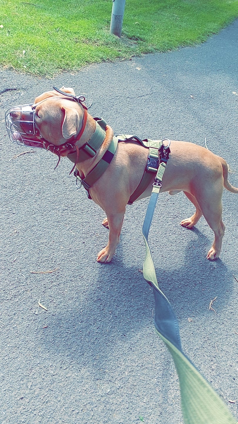Customer photo review of 1.4m Swivel Combat Lead | Anti-Tangle & Secure Clip - Khaki