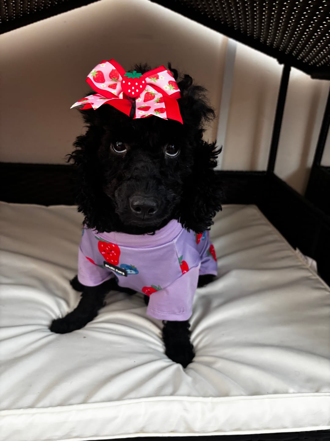 Customer photo review of Sunblock Dog T-Shirt - Berries