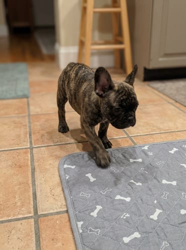 Customer photo review of SniffPad™