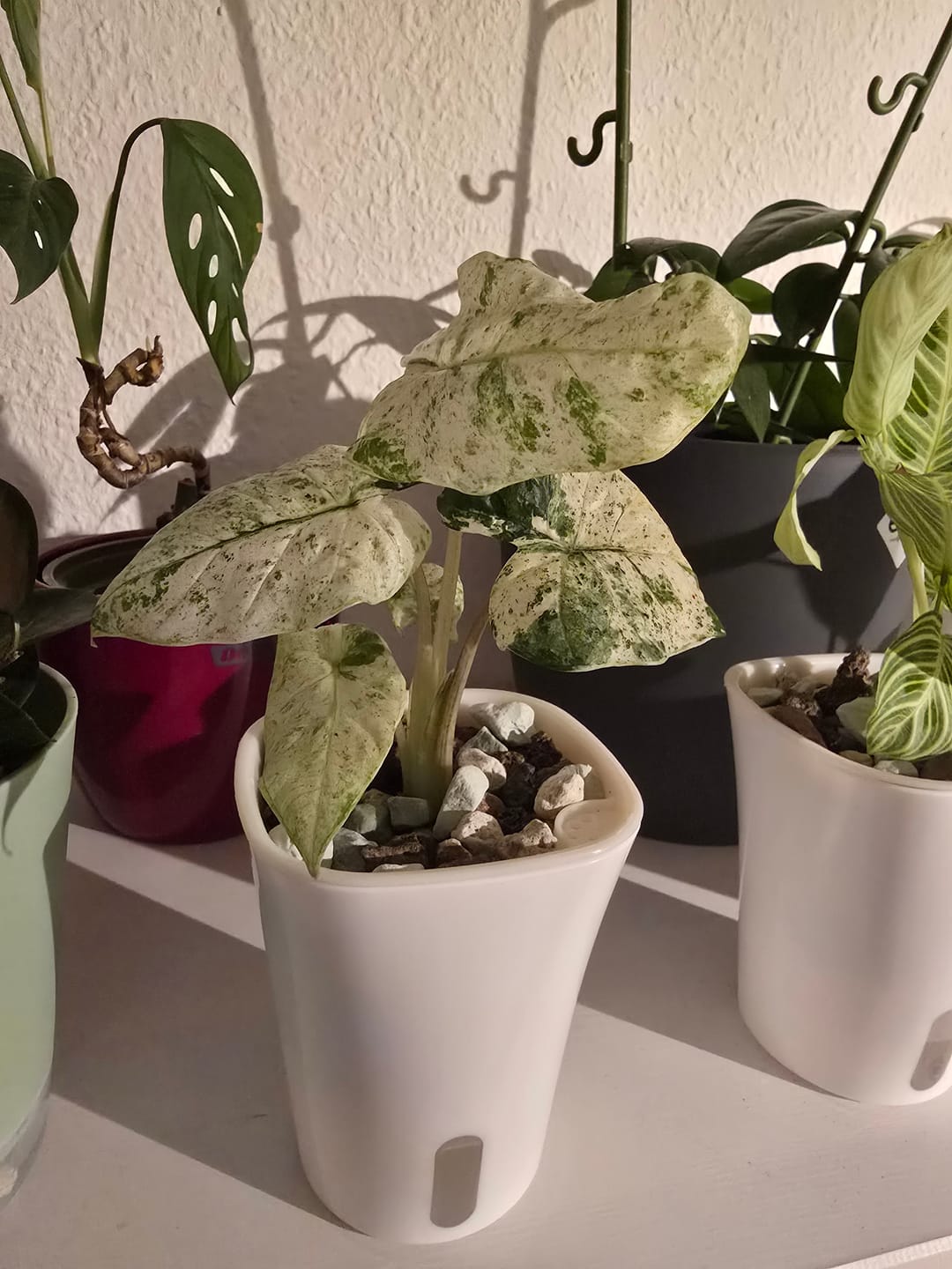 Customer photo review of ALOCASIA MACRORRHIZA SPLASH