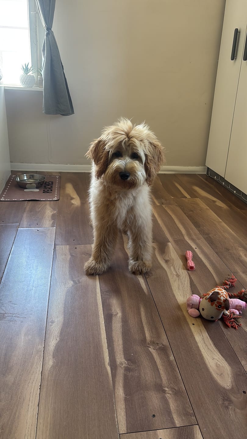 Customer photo review of Allergietest Basic Hund