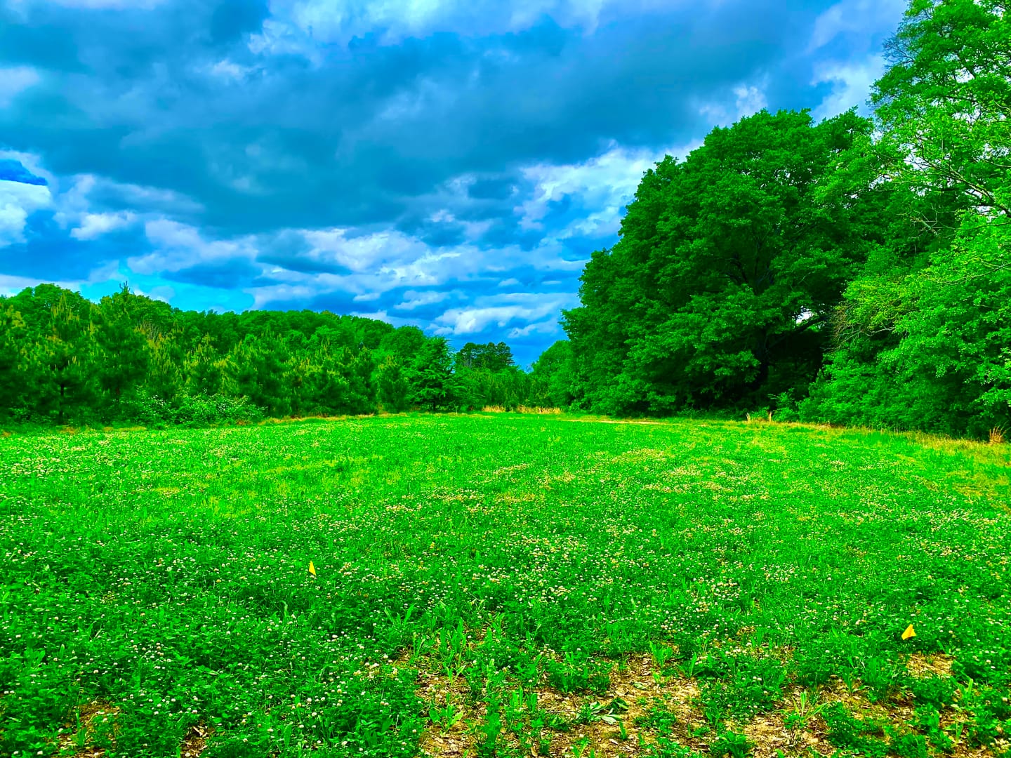 Customer photo review of Hot Chic™ Food Plot Seed