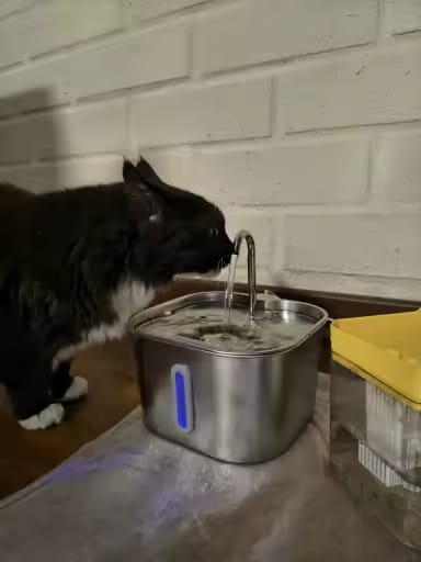 Customer photo review of KittyFlow - מזרקת מים לחתול