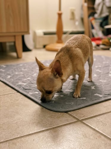 Customer photo review of SniffPad™