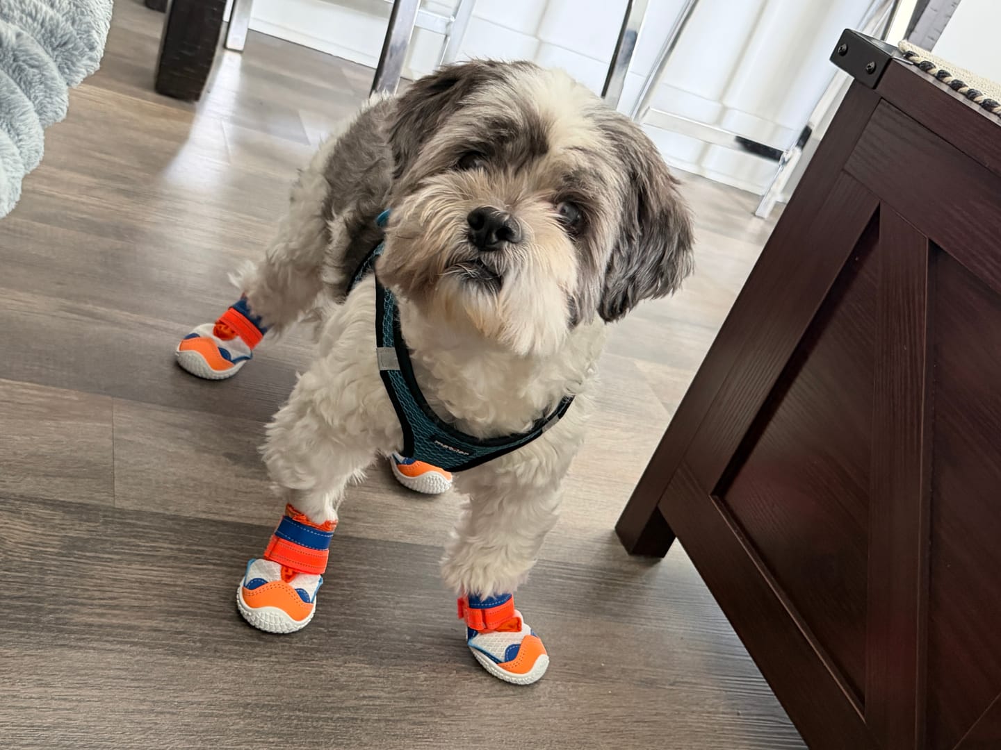 Customer photo review of Hot Pavement Pawtector Dog Shoes - Orange Blue