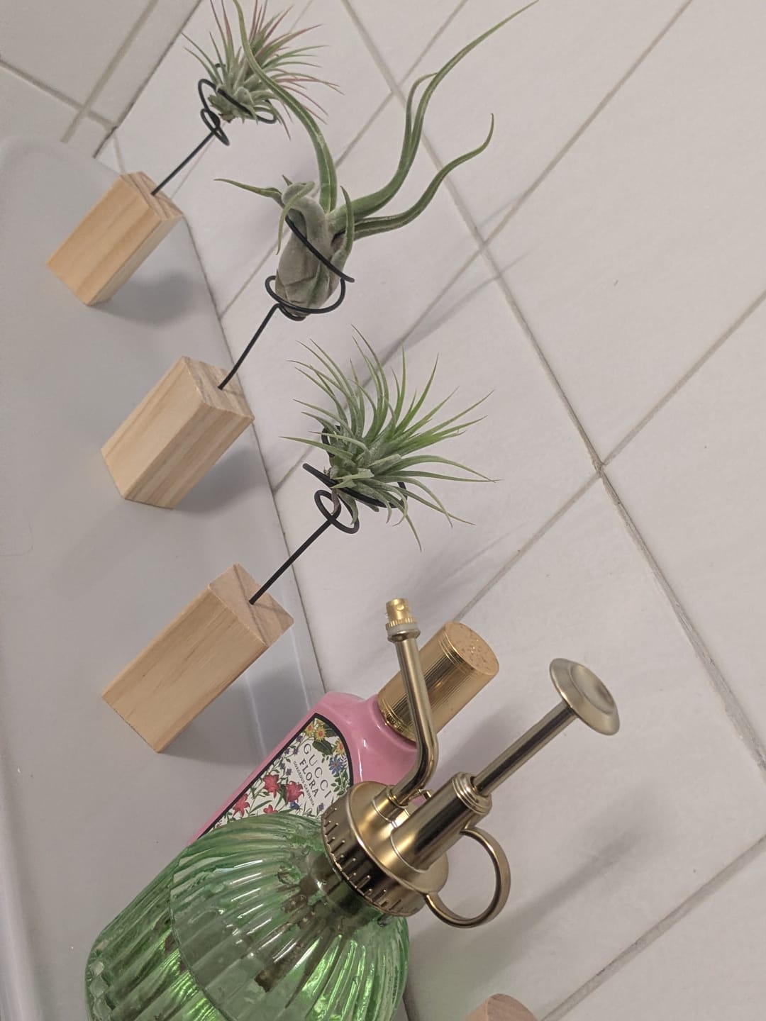 Customer photo review of Tillandsia ionantha