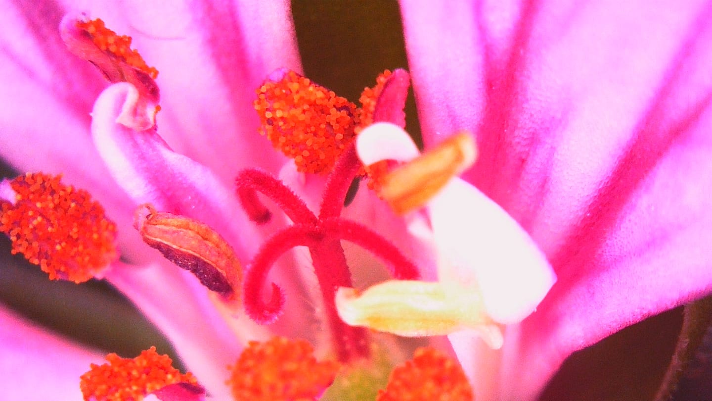 Customer photo review of Darwin M2 – Professional-Grade Digital Microscope with 1600X Zoom