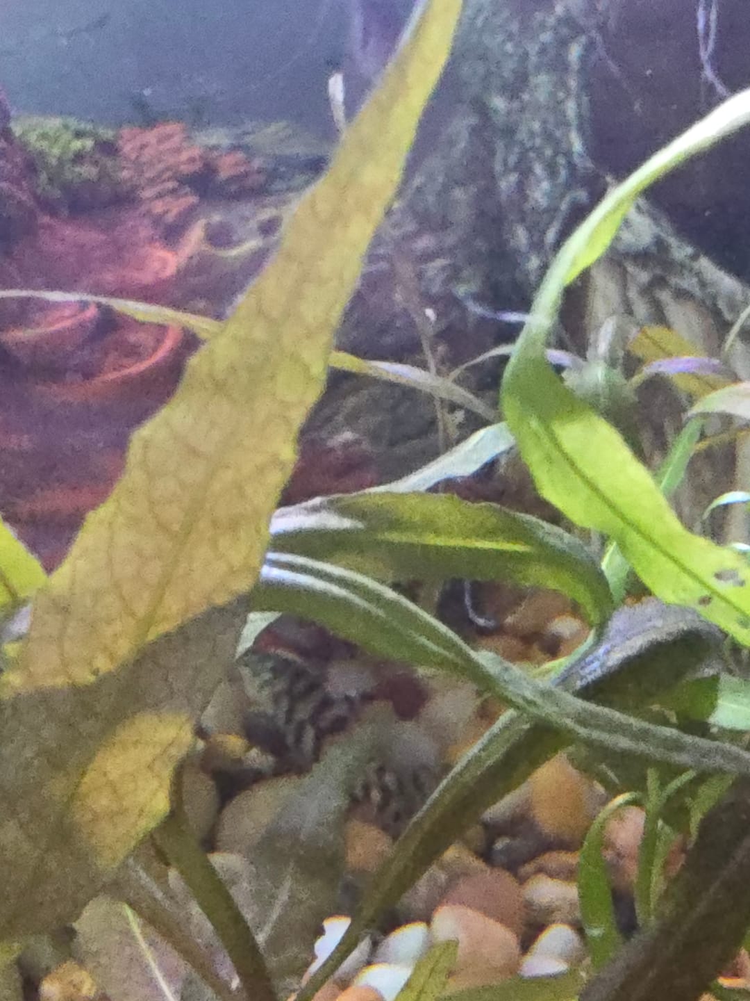 Customer photo review of Yo Yo Loach (Botia almorhae)