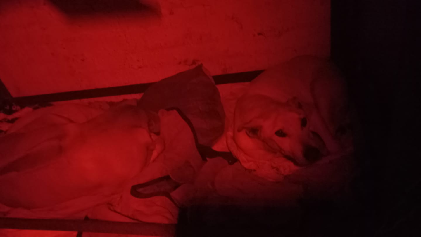 Customer photo review of Lumeo Pro RED Premium Headlamp SPECIAL OFFER