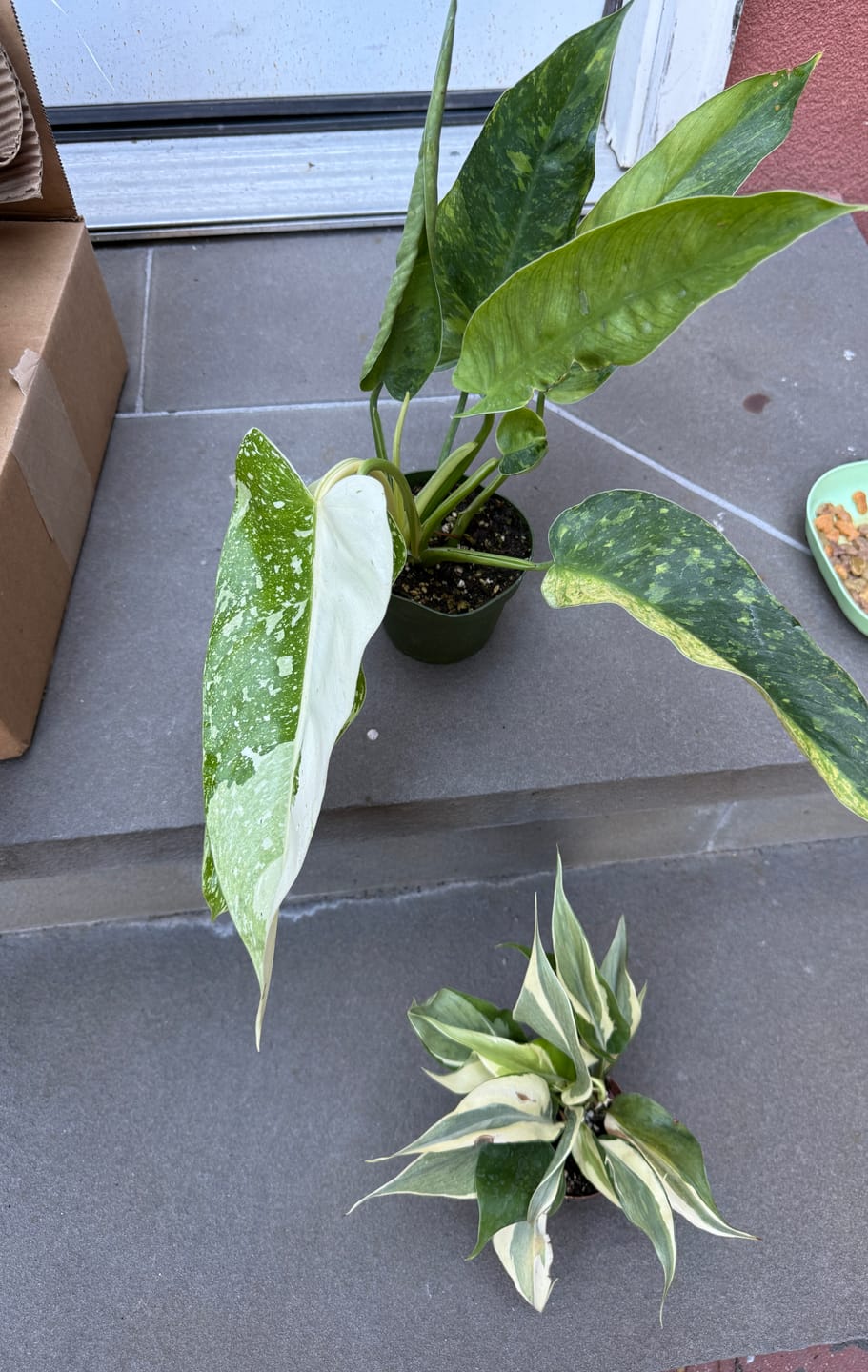 Customer photo review of Philodendron 'Jose Buono'