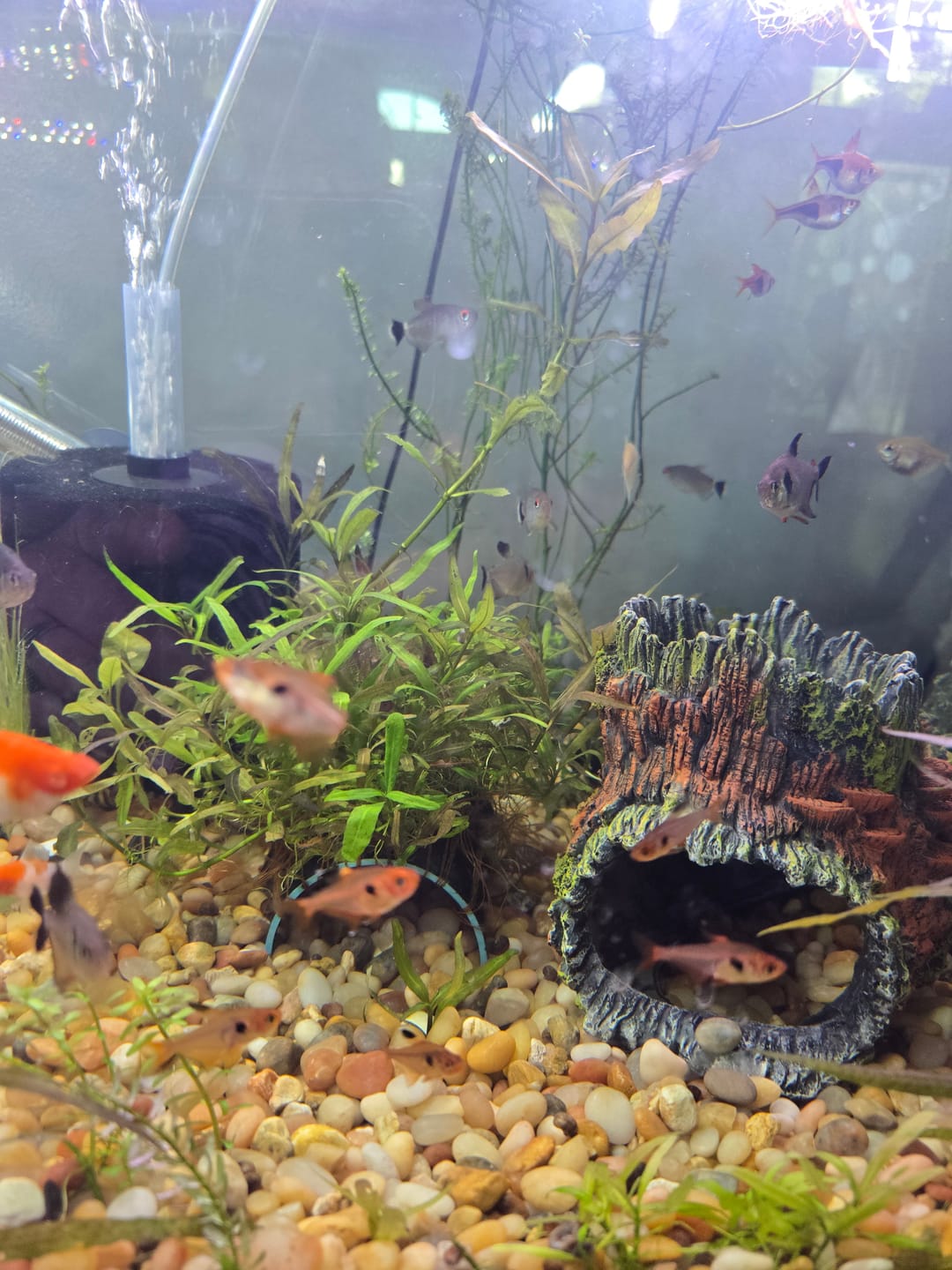 Customer photo review of Red Phantom Tetra (Hyphessobrycon sweglesi)