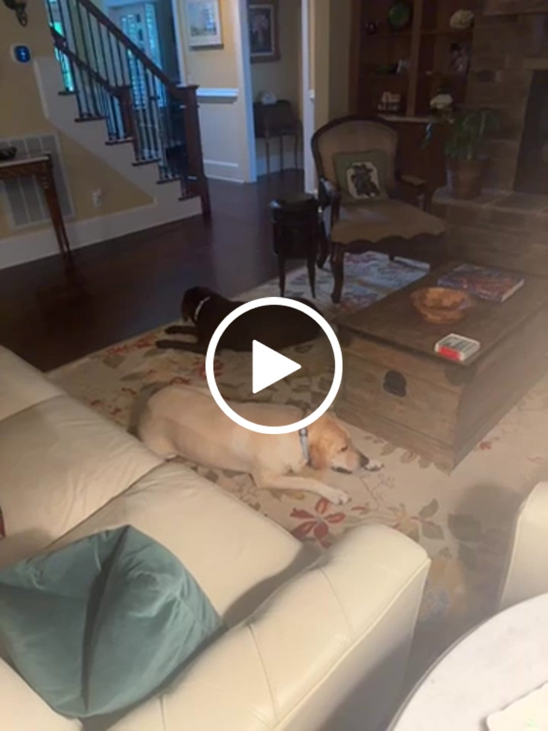 Customer video review of 1 LB Chew Pack