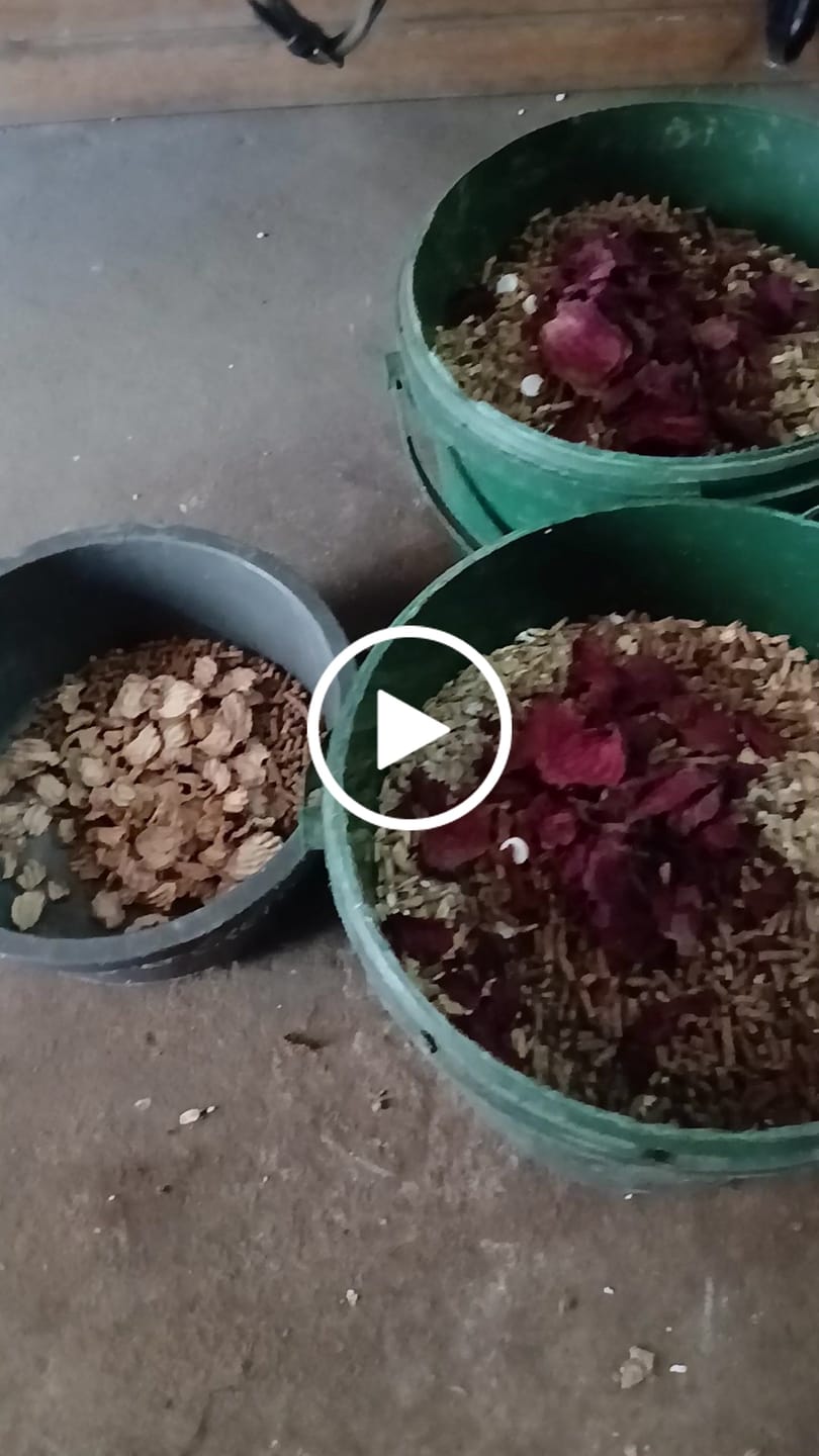 Customer video review of Apfel Chips